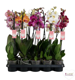 White Phalaenopsis Orchid – 2 Stem, 12cm Pot