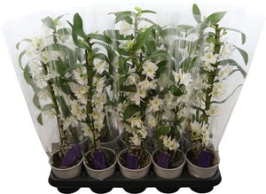 White Dendrobium Nobile Orchid – 12cm Pot