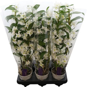 White Dendrobium Nobile Orchid – 12cm Pot