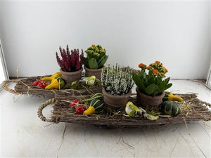 Mixed Colour Boat Arrangement – 2-Pot Display