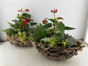 XXL Mixed-Colour Driftwood Arrangement