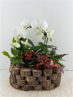 Mixed Colour Phalaenopsis Orchid Arrangement