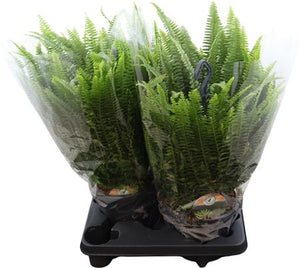 Boston Fern (Nephrolepis exaltata) – 20cm Hanging Pot