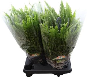 Boston Fern (Nephrolepis exaltata) – 20cm Hanging Pot