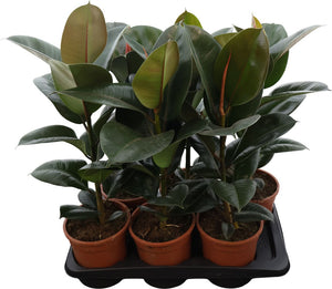 Rubber Plant (Ficus elastica) – 17cm Pot, 60cm High