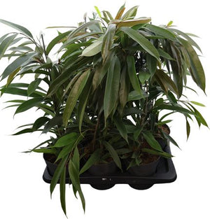 Ficus 'Amstel King' – 17cm Pot, 75cm Height