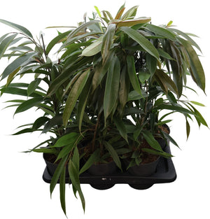 Ficus 'Amstel King' – 17cm Pot, 75cm Height