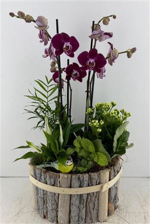 Mixed Indoor Plant Arrangement in Round Pot – 23cm