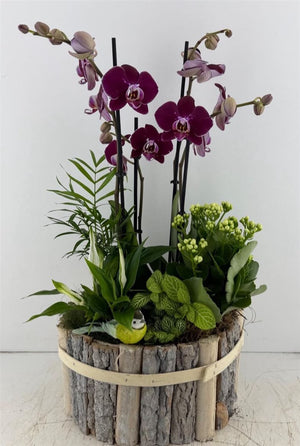 Mixed Indoor Plant Arrangement in Round Pot – 23cm