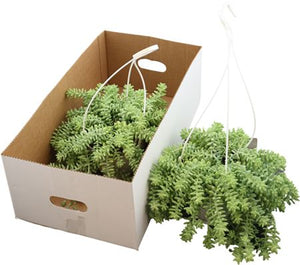 Burro’s Tail Sedum (Sedum burrito) – 17cm Hanging Pot