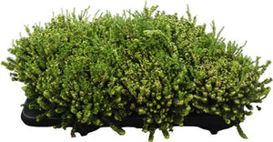 Winter Heath (Erica carnea) – 13cm Pot