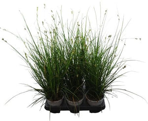 Brown Sedge (Carex brunnea) – 13cm Pot