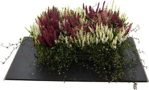 Calluna Heather and Muehlenbeckia Combination – 13cm Pot
