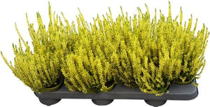 Painted Heather (Calluna vulgaris) – 9.5cm Pot