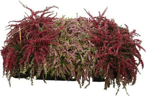 Mixed Calluna Heather (Calluna vulgaris) – 13cm Pot