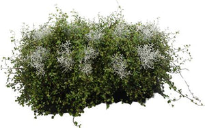 Mueca Twin 2-in-1 Green Plant – 12cm Pot