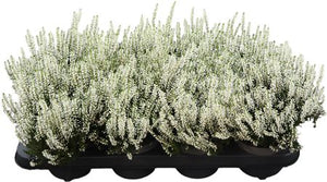 Calluna vulgaris ‘Garden Girls’ – 11cm Pot