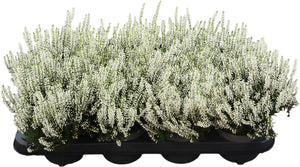 Calluna vulgaris ‘Garden Girls’ – 11cm Pot