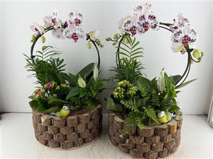 Mixed Colour Phalaenopsis Orchid Arrangement