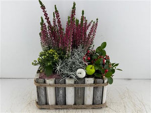 Mixed Colour Arrangement in Grey and White Pot