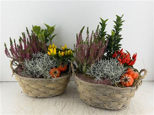 Mixed Oval Grey Plant Arrangement