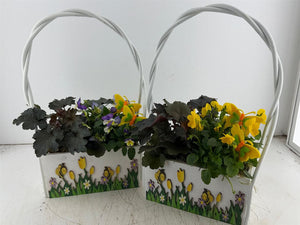Mixed Colour Hanging Basket Arrangement