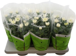 Lilac Chrysanthemum ‘Anastasia’ – 15cm Pot