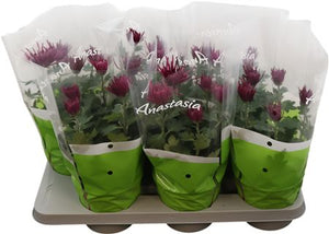 Lilac Chrysanthemum ‘Anastasia’ – 15cm Pot