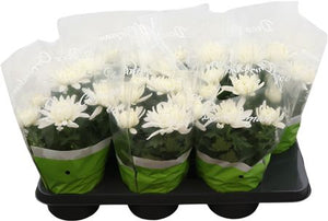 White Chrysanthemum ‘Cosmo’ – 15cm Pot