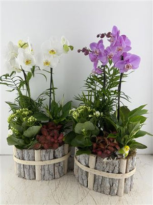 Mixed Colour Oval Beech Wood Arrangement