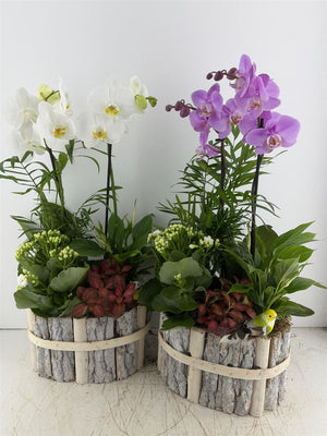 Mixed Colour Oval Beech Wood Arrangement