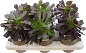 Aeonium arboreum Succulent – 14cm Pot, 28cm High