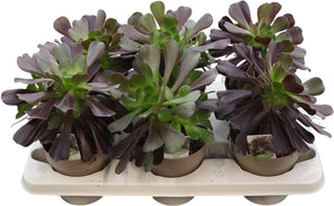 Aeonium arboreum Succulent – 14cm Pot, 28cm High