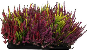 Calluna Beauty Ladies Trio Heather – 13cm Pot