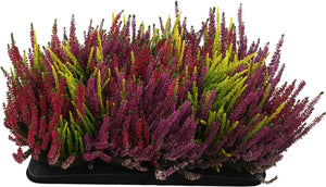 Calluna Beauty Ladies Trio Heather – 13cm Pot