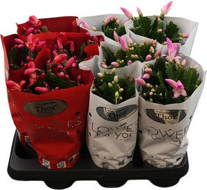 Christmas Cactus (Schlumbergera) – 11cm Pot