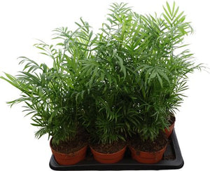 Areca Palm (Chamaedorea elegans) – 17cm Pot, 60cm High