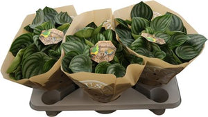 Peperomia argyreia Watermelon Plant – 17cm Pot