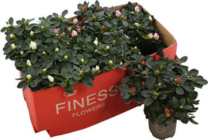 Mixed Rhododendron (Rhododendron simsii) – 13cm Pot