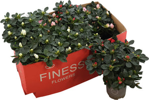 Mixed Rhododendron (Rhododendron simsii) – 13cm Pot