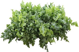 Blue Star Fern (Phlebodium) – 9cm Pot