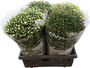 Mixed Chrysanthemum Houseplant – 19cm Pot, 45cm Tall