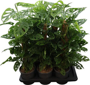 Monstera Monkey Leaf (Monstera adansonii) – 16cm Pot