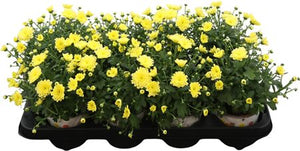 Yellow Chrysanthemum ‘Ditto Lemon’ – 12cm Pot