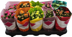 Mixed Double Kalanchoe – 10.5cm Pot, 22cm High