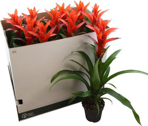 Red Guzmania ‘Ostara’ – 13cm Pot, 60cm Height