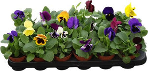 Mixed Viola F1 ‘Gemengd Matrix’ – 9cm Pot