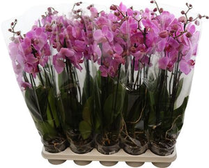 Pittsburgh Phalaenopsis Orchid – 12cm Pot, 55cm High