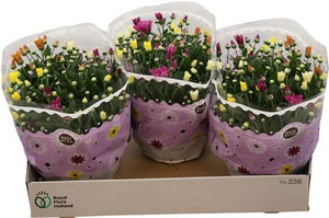Mixed Chrysanthemum (Chrysanthemum indicum) – 23cm Pot