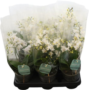 White Phalaenopsis Orchid – 12cm Pot, 35cm High